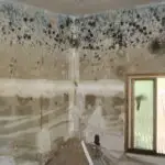 Mold Inspection vs. Mold Testing: What’s the Difference (and Which Do You Need)?