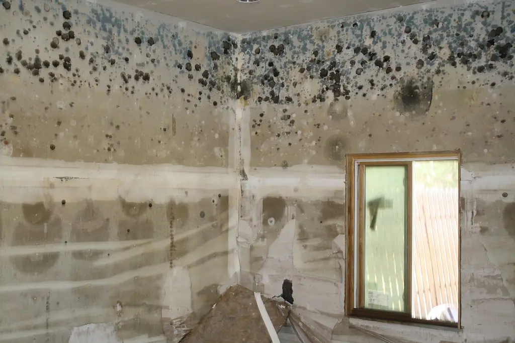 Mold Inspection vs. Mold Testing What's the Difference (and Which Do You Need)